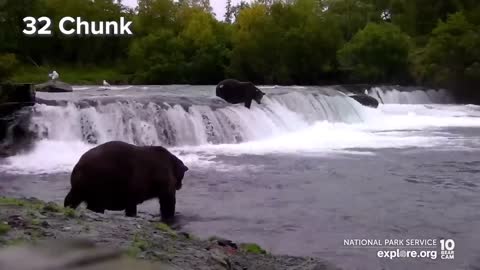 32 Chunk, 435 Holly and More are Back for the Fall Feast | Best of Bear Cam