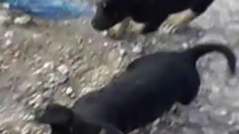 My Dogs Dead 03