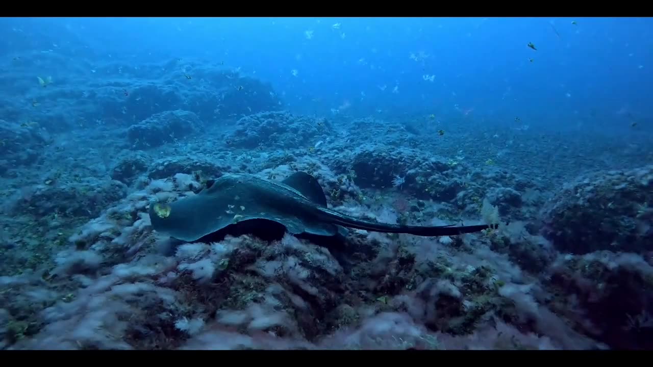 the beauty of this dive 🤿😍