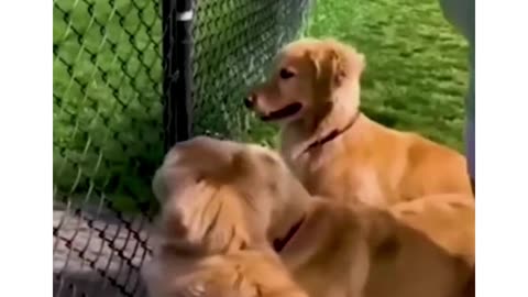 funniest dogs and cats!!!!