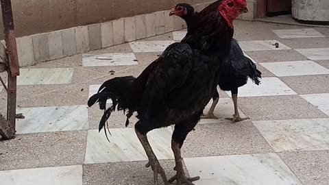 Rooster and Hen Mating