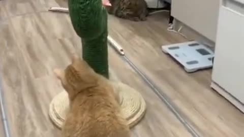 Cat's Fear #shorts #viral #shortsvideo #video