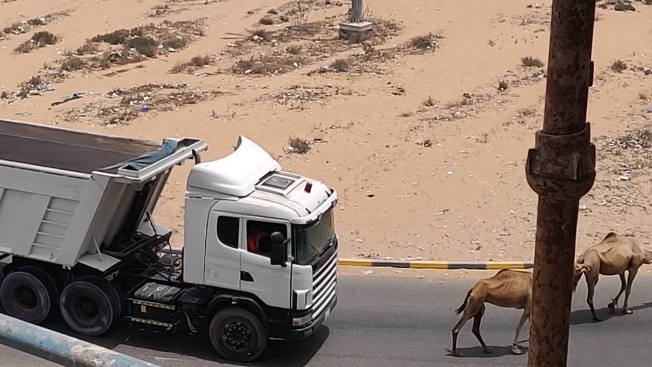 Funny horn 📯 in dubai