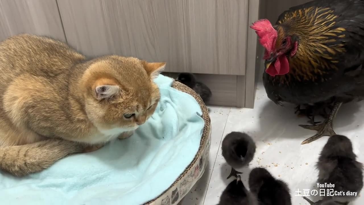 The hen was surprised!Kittens know how to take care of chicks better than hens.Cute andinteresting