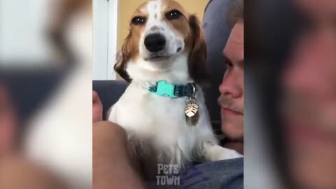 Try not to laught: funniest dog videos of all time!