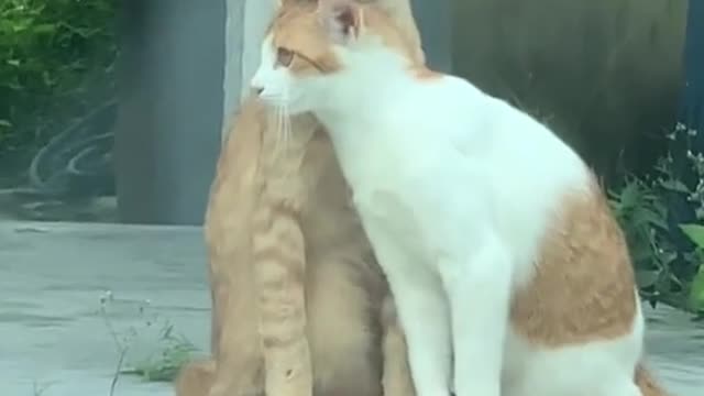 Falling in love cat drama