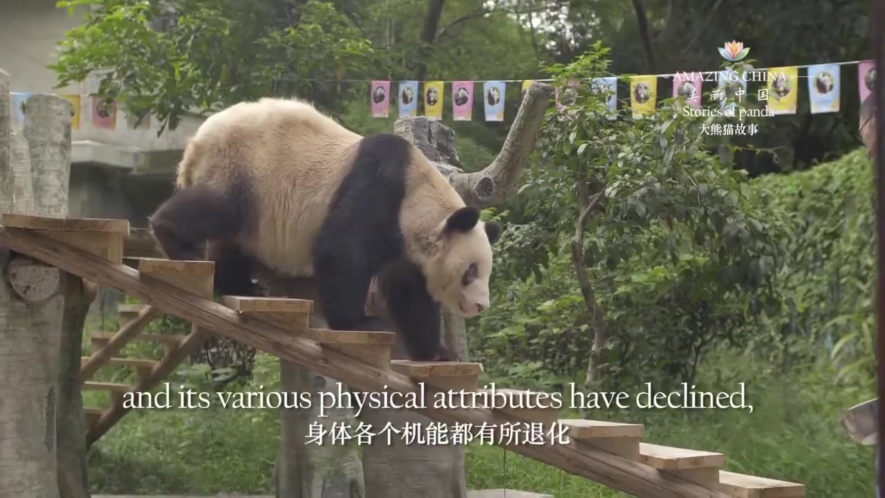 大熊猫故事1：“百岁”寿星-Longevous Giant Panda.