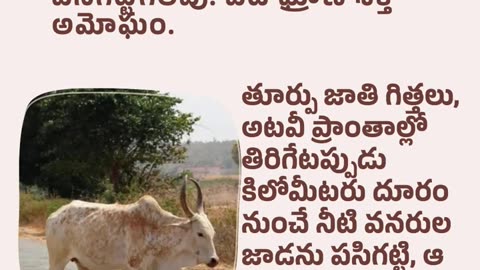 Special Characteristics of Elephants & Poda Thurpu | ఏనుగులు మరియు తూర్పు గోజాతి ప్రత్యేక లక్షణాలు.