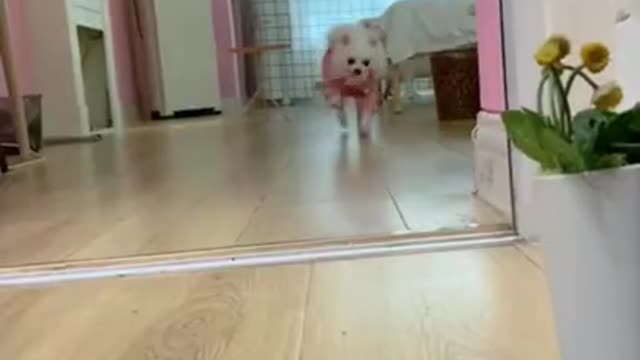 Funny cute baby dog Funny dog and cats TikTok # shorts