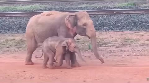 Elephant mother||elephant child||#elephant