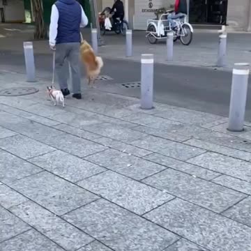 Dogs: Some Just Like To Take The Hard Route!