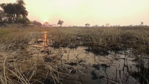 Hippo vs Lion Clan | Natural World | BBC Earth