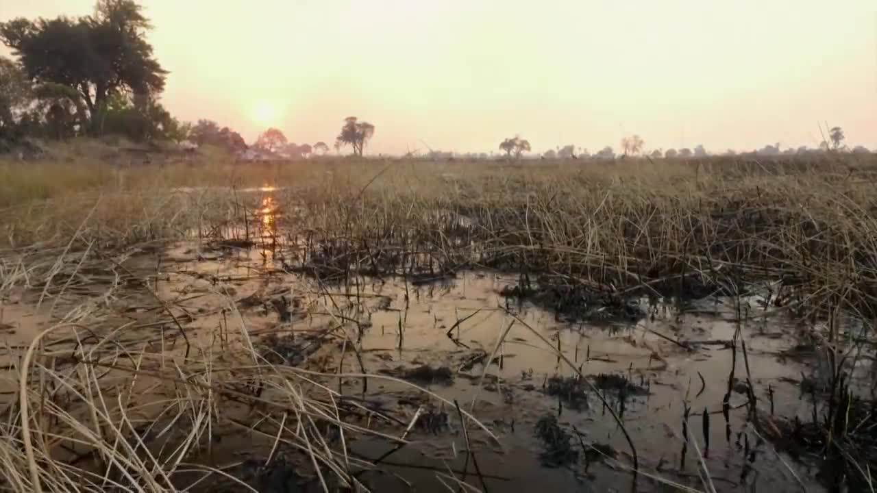 Hippo vs Lion Clan | Natural World | BBC Earth