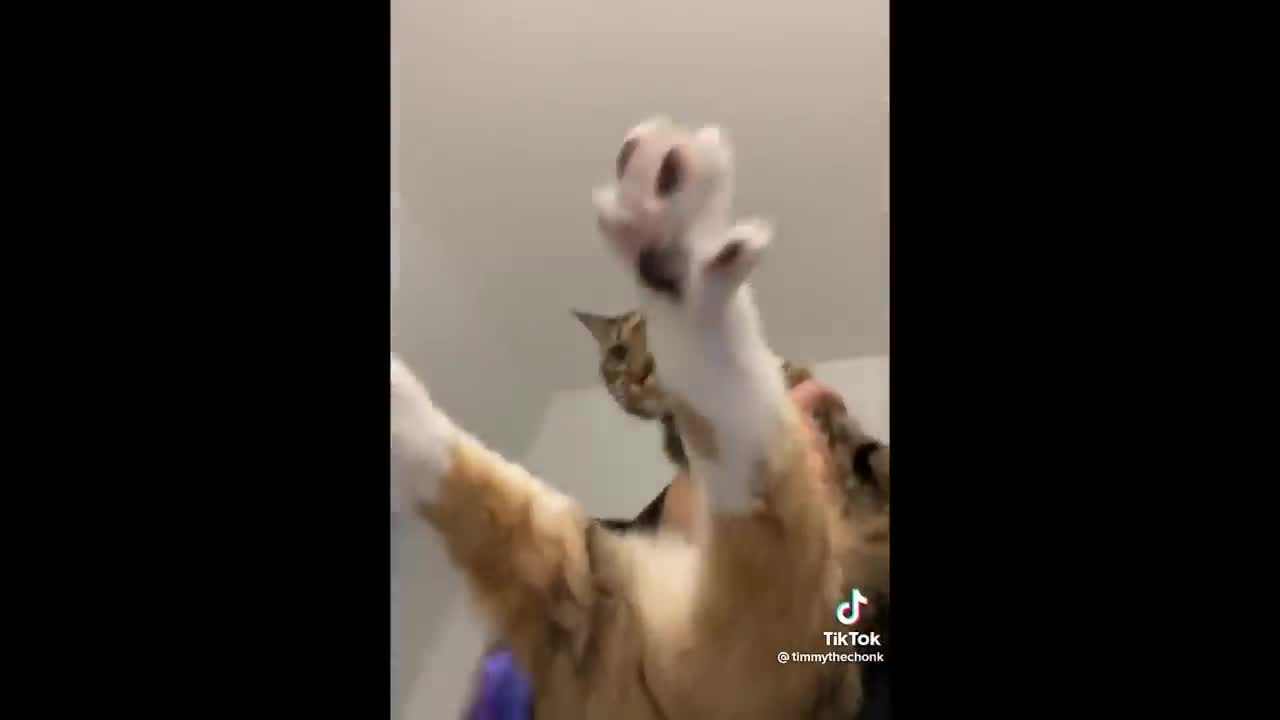 Funny Cat reaction