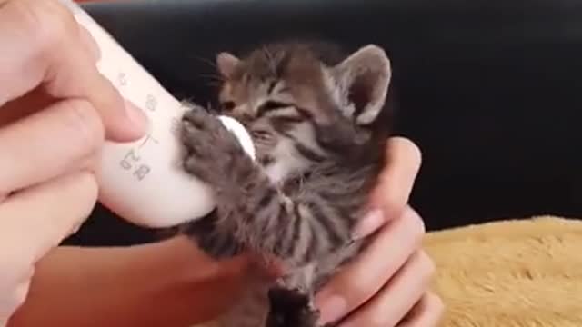 Funny Cat Videos Angry Hungry Cute Kitty