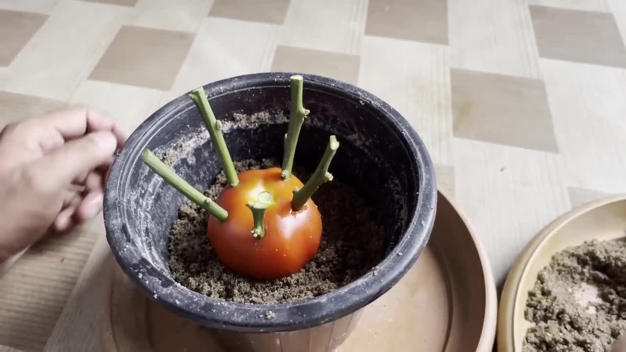 How To Grow Lemon Tree Small Cuttings In A Tomato