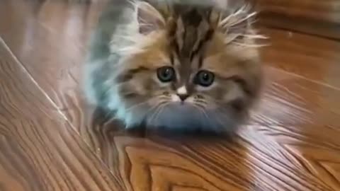 Cute Cat #3