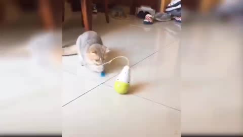 fun with kitten toys