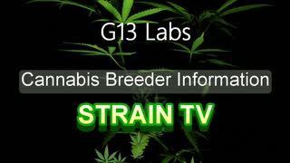 G13 Labs - Cannabis Strain Series - STRAIN TV