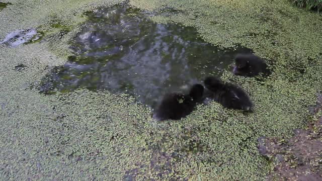 Little black ducklings