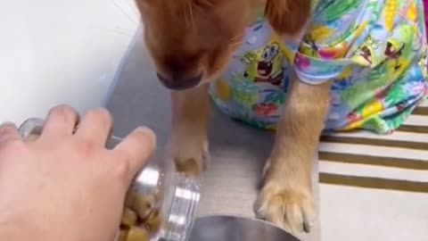 Share food with your dog