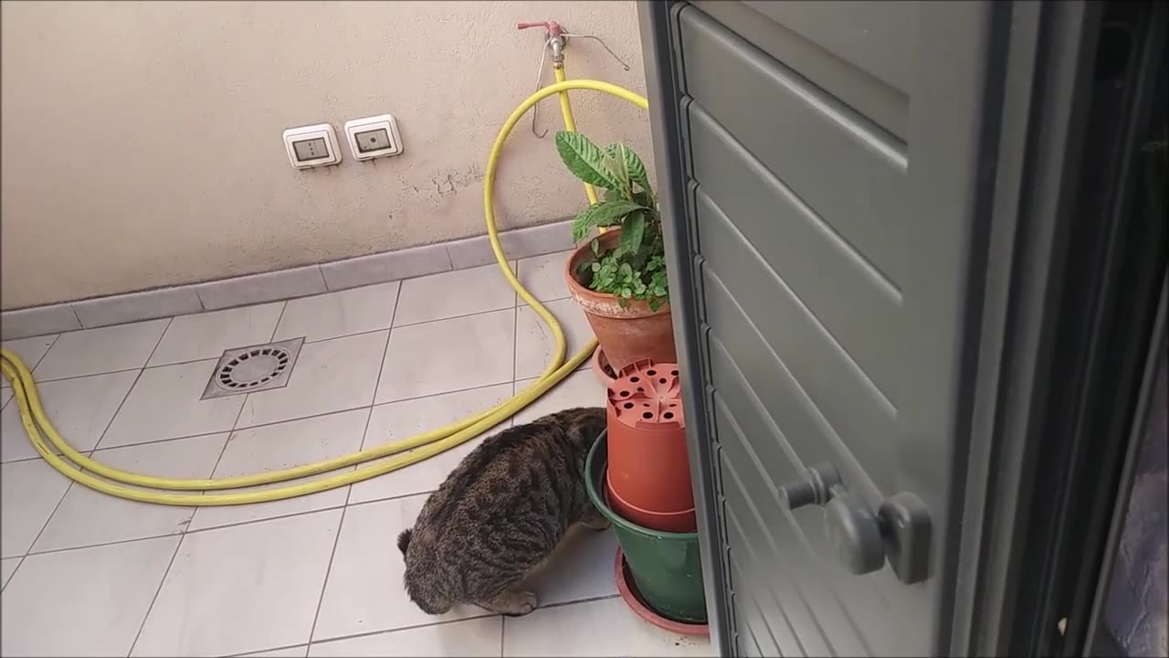 A male cat enters another cat's territory and runs away frightened slowly slowly