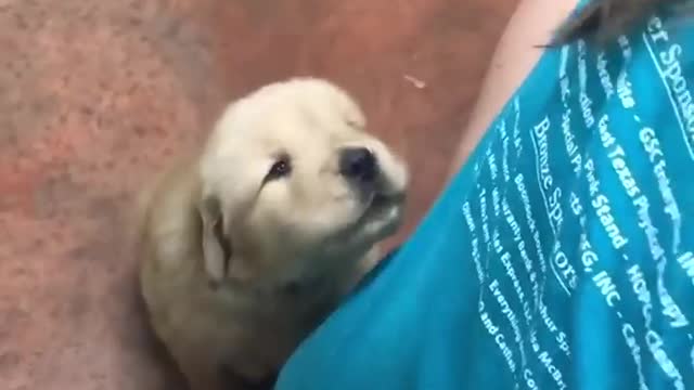 El perrito contento