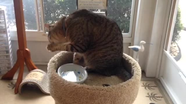 Cat washing its hand with water