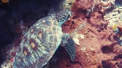 Divers found a cute turtle 🐢