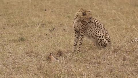 [!!Shaky Video!!] Cheetah playing with baby gazelle before eating it-3