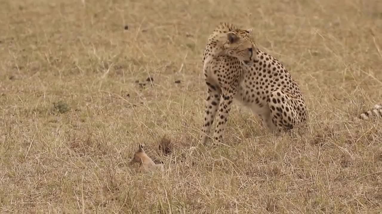 [!!Shaky Video!!] Cheetah playing with baby gazelle before eating it-3