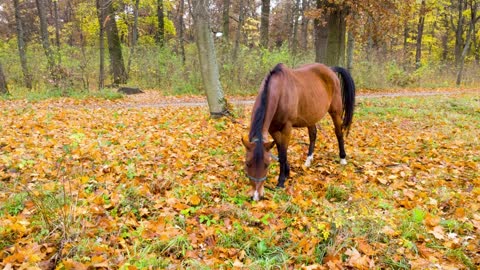 10 MINUTES of BEAUTIFUL FALL HORSES | BEST Relax Music, Meditation, Stress Relief, Calm | TVM