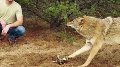 Man Saved this Wolf and her Cubs, but 4 Years later THIS happens...