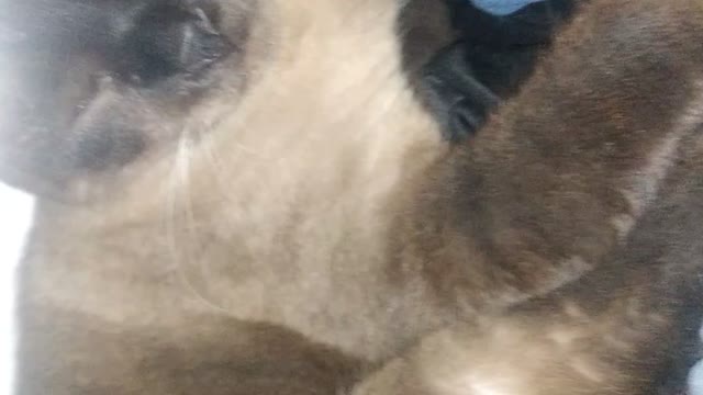 latest news from the world you won't believe where this cat hid to sleep 2022 animal world