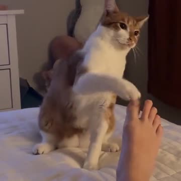 Cat Romance with lady 🙀😻 || Funniest cat knows