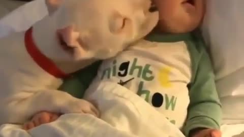 Funny dog with kid