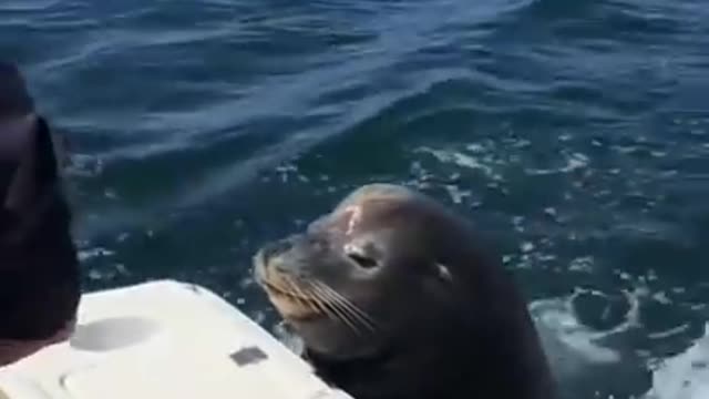 Sea lion patiently waits for her snack