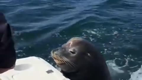 Sea lion patiently waits for her snack