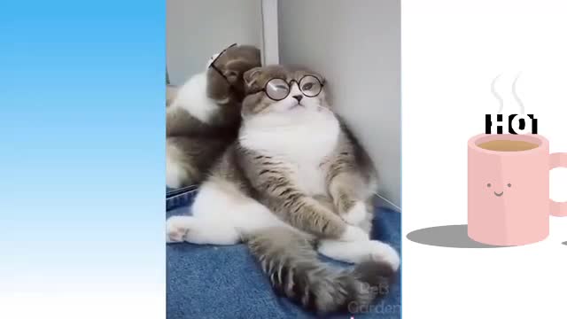 Funniest Cats 😹 - Don't try to hold back Laughter 😂 - Funny Cats Life