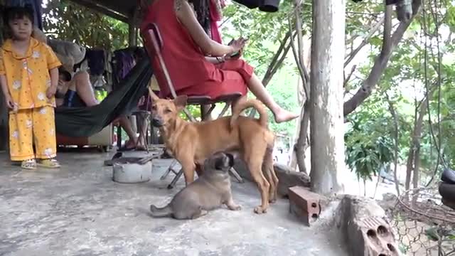 Mother Dog Barking To Stranger Protecting and Breastfeeding Her Cute Pupp