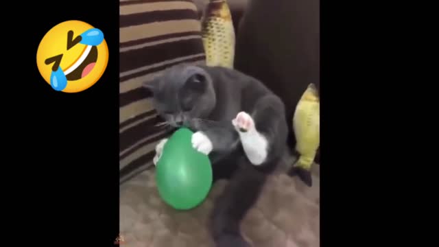 funny cat , cat playing