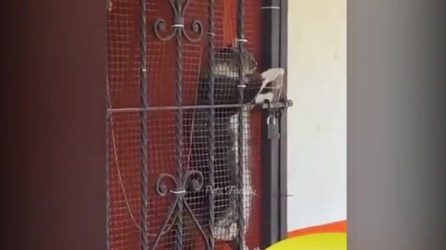 Funniest Animals 2022 😂 Funniest Cats and Dogs Part 25 | Pets Family
