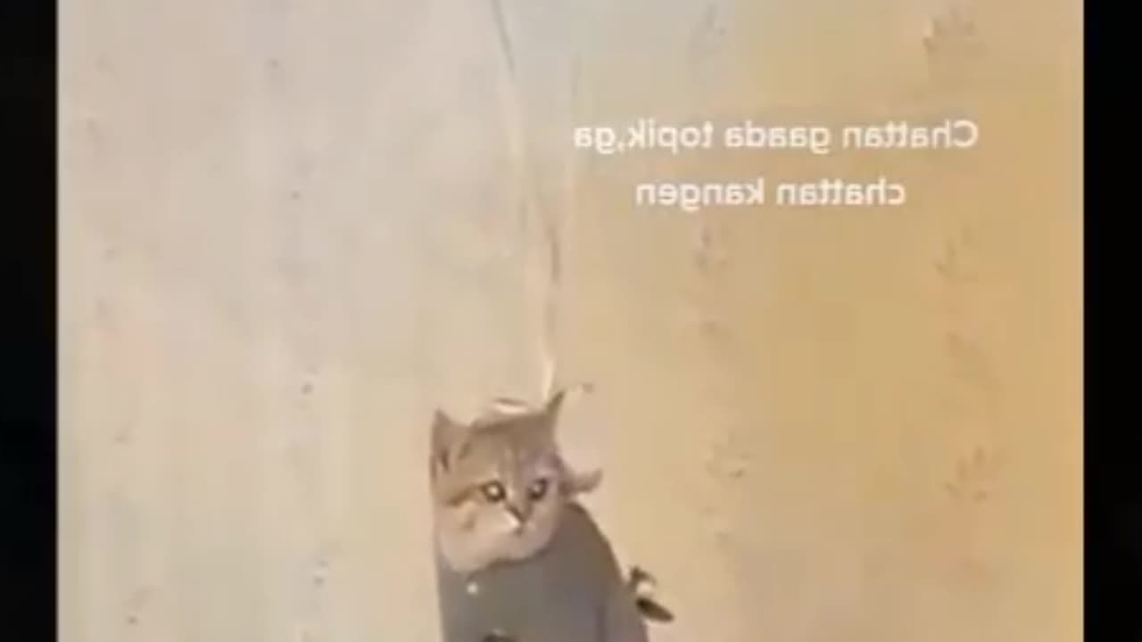 Cat lover watch this