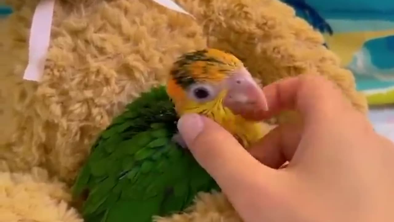 Smart And Funny Parrots Parrot Talking Videos Compilation (2022) - Cute Birds #1