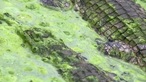 Crocodile