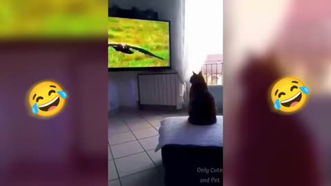 Funny animals 2022 😹 - Funny cats _ dogs - Funny animal videos - funny cat videos #2