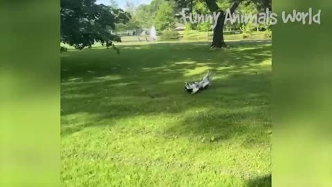 Funny Dos and Cats Videos