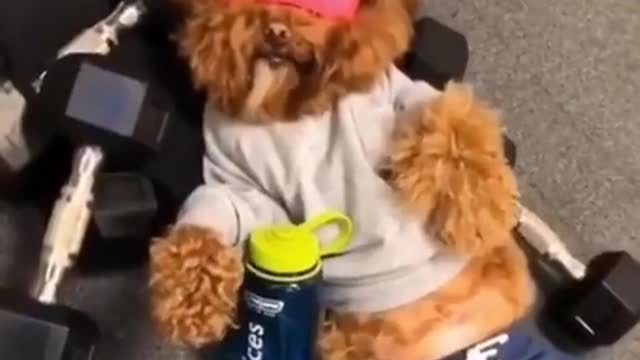 Motivated dog went to the gym and workout.