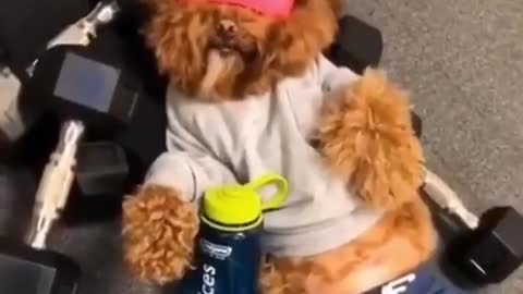 Motivated dog went to the gym and workout.