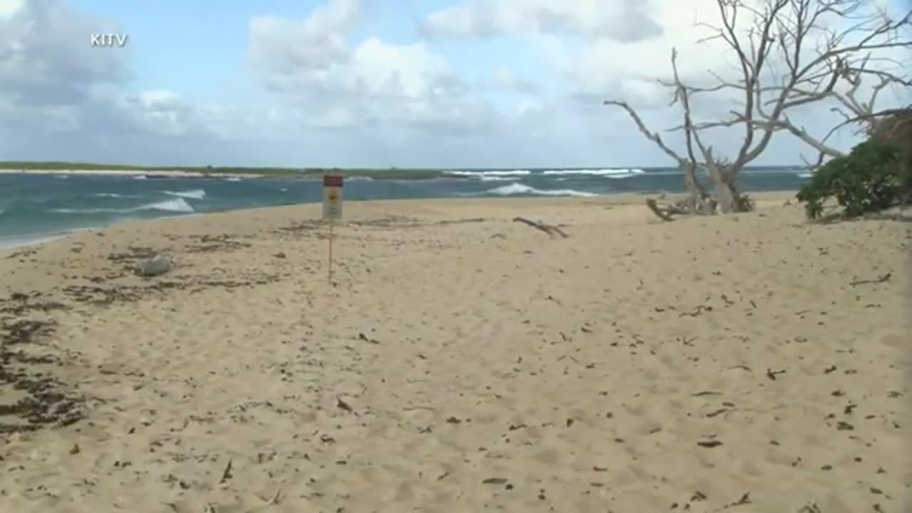 Pipeline surfer who appeared in 'Blue Crush' killed in shark attack in Hawaii ABC News